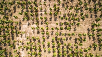 航空摄影的棕榈树
